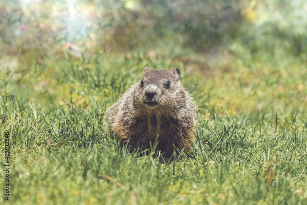 Fototapeta premium Young Groundhog kit, Marmota monax, facing front, walking in green grass in springtime