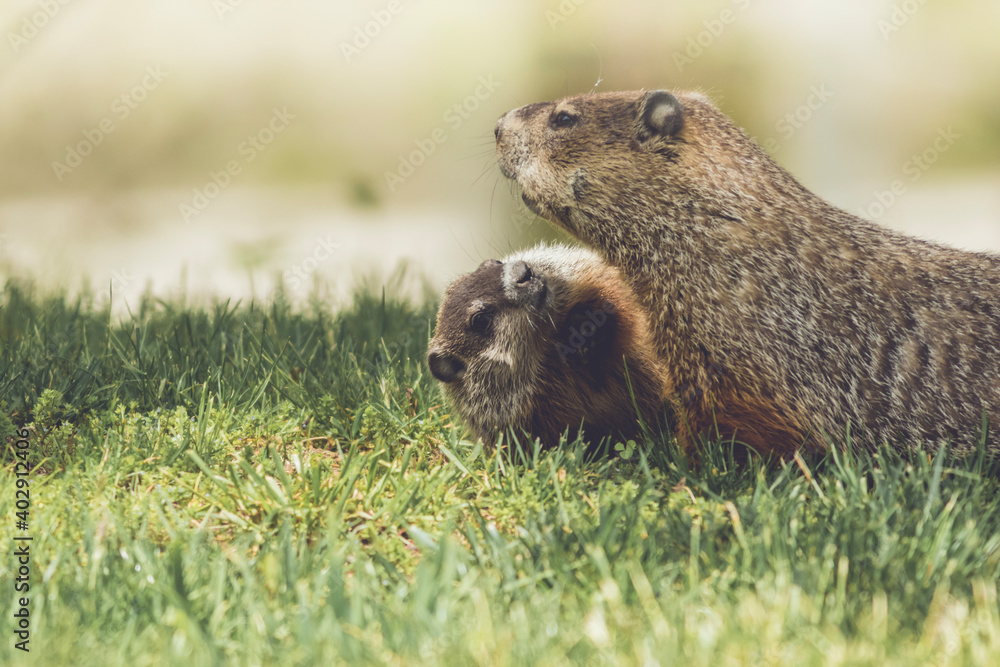 Young Groundhog kit, Marmota monax, cuddles next to mother groundhog in grass in springtime