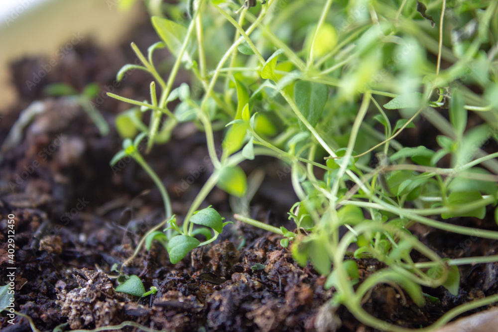 Thyme sprouts growing inside an apartment Thyme sprouts growing inside an apartment