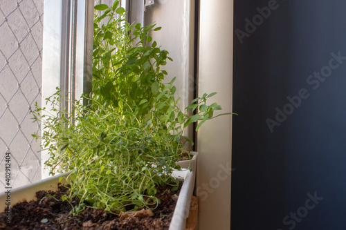 Thyme sprouts and basil growing inside an apartment