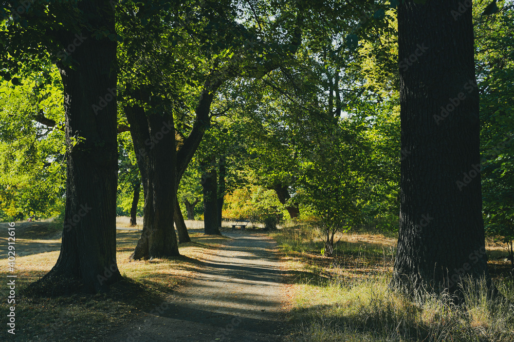 Naklejka premium path in the oak park at summer