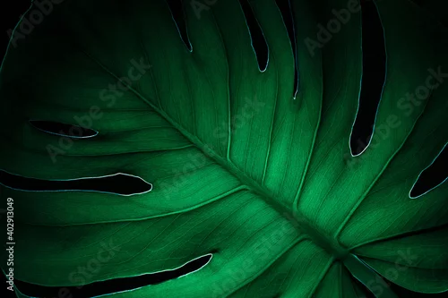 Panel kuchenny z motywem monstera, Monstera deliciosa, Monstera full of holes, green, leaves, green leaves, nature, structure, abstraction, nature, eco, plants, green plants, macro, texture, texture,