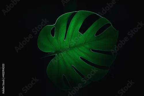 Panel kuchenny z motywem monstera, Monstera deliciosa, Monstera full of holes, green, leaves, green leaves, nature, structure, abstraction, nature, eco, plants, green plants, macro, texture, texture,