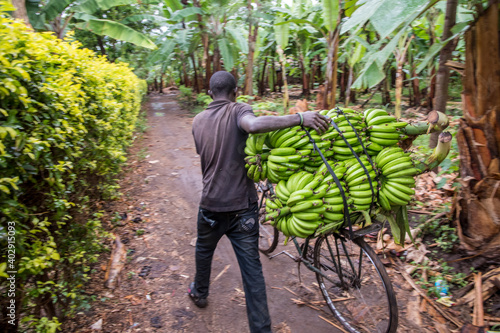 Transporting of Bananas in a Plantation in Tanzania