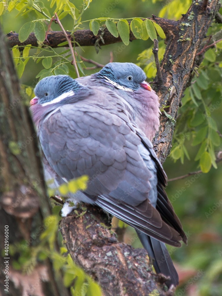 bird, crested, wood pigeon, Columba palumbus, nature bird, crested, wood pigeon, Columba palumbus, nature