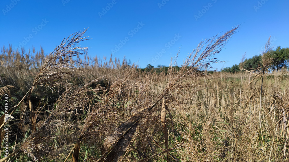 Fototapeta premium Northern Litoral Natural Park in Antas, Esposende, Portugal.