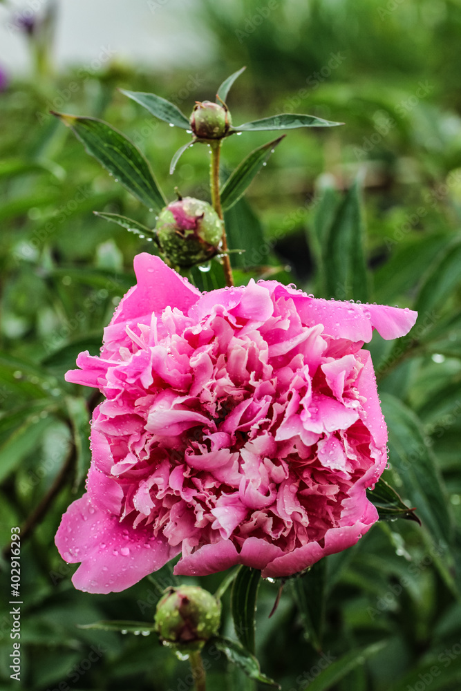 pink rose bush