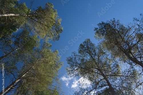 green trees into a blue sky background