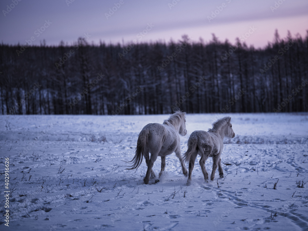 Fototapeta premium 道産子の親子