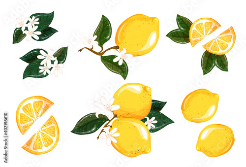 A set of whole, halved, sliced fresh lemons, leaves and flowers. Vector illustration isolated on white background. Collection of bright juicy ripe citrus fruits