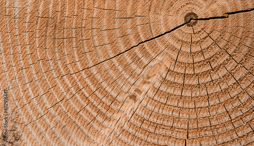 Close up of a tree cross section texture showing the age rings.