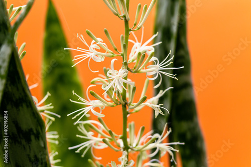 dracaena trifasciata -saint-jorge's sword - st jorge's sword flower photo