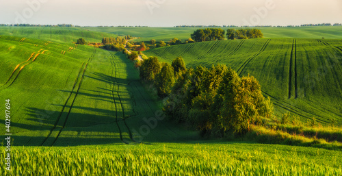Fototapeta Naklejka Na Ścianę i Meble -  Rolling hills of green wheat fields. Amazing fairy minimalistic landscape with waves hills