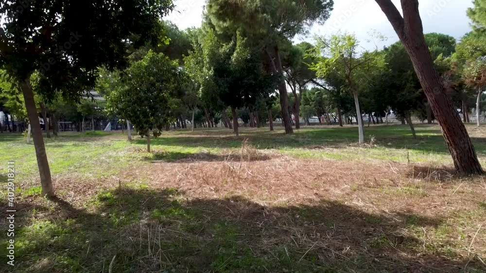 Aerial, fast forward fly shot of empty grove, between the trees, drone shot Aerial, fast forward fly shot of empty grove, between the trees, drone shot