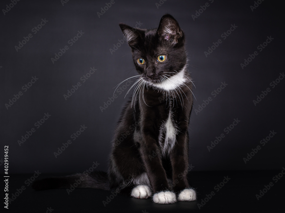 Fototapeta premium Cute siting black and white house cat kitten, with a white collar and white feet, looking with with a crooked head downwards. Isolated on a black background.