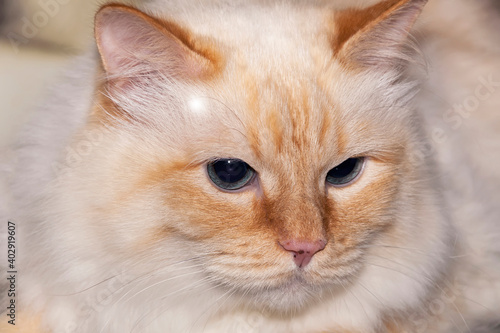 Portrait of a beautiful  fluffy  light cat