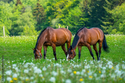 Horse and foal in the meadow