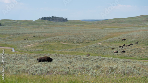 herd of Bison