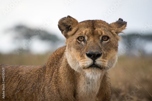 Female lion in Serengeti
