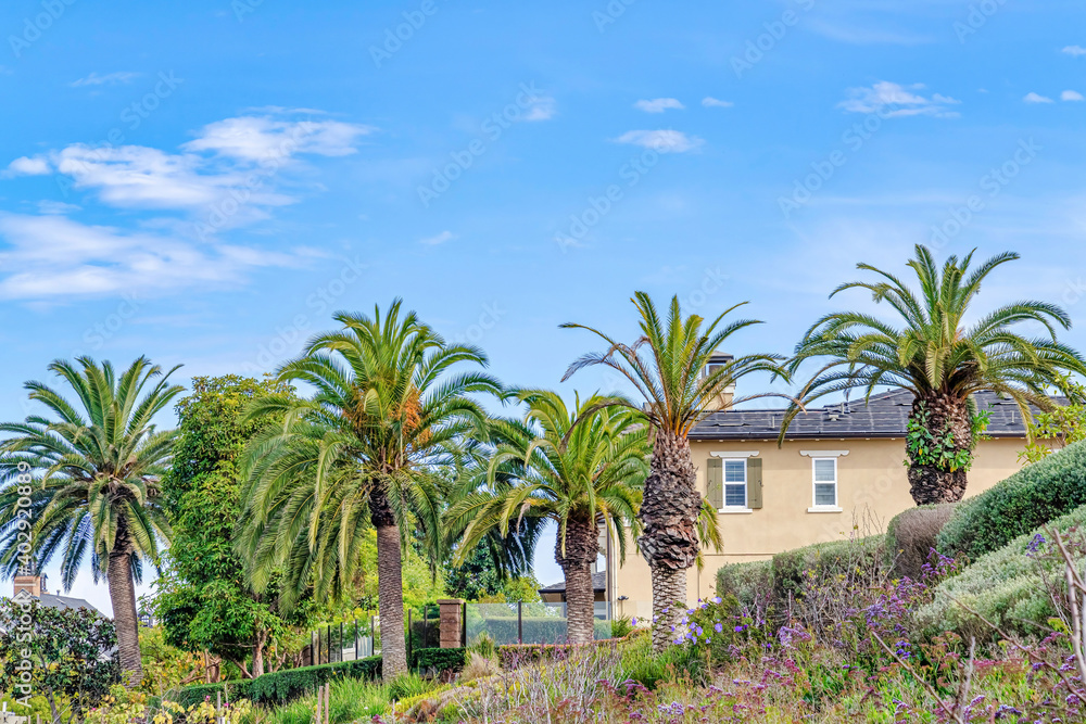 Lush green trees and houses at the scenic neighborhood of Huntington Beach CA