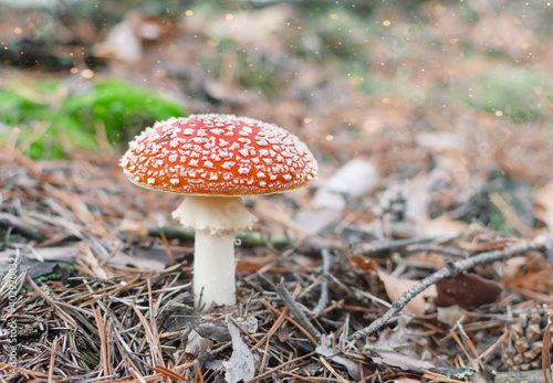 not edible mushroom with a red cap