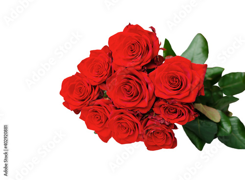 red rose flowers on white background