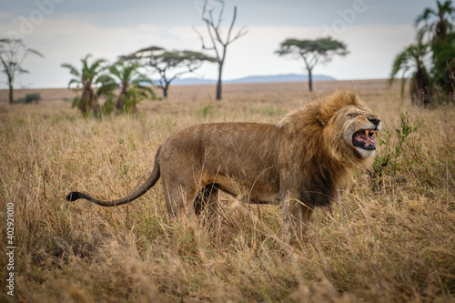 Male Lion in tall grass in Serengeti