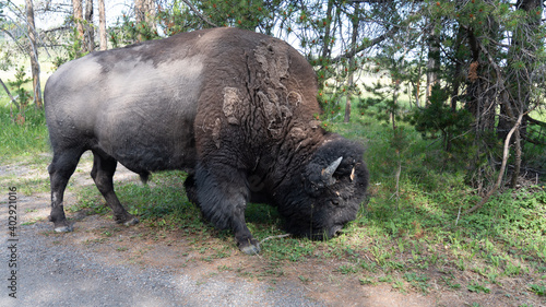 Fényképezés american bison