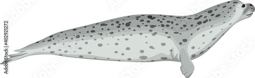 vector Arctic Harbor seal illustration