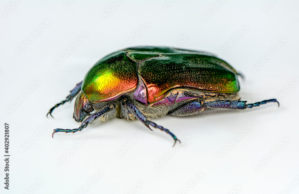 Rose chafer, Cetonia aurata, isolated on white background. Beautiful iridescent beetle. Extreme macro. Rose chafer, Cetonia aurata, isolated on white background. Beautiful iridescent beetle. Extreme macro.