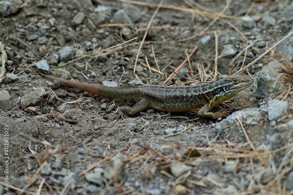 Fototapeta premium lizard on the stone