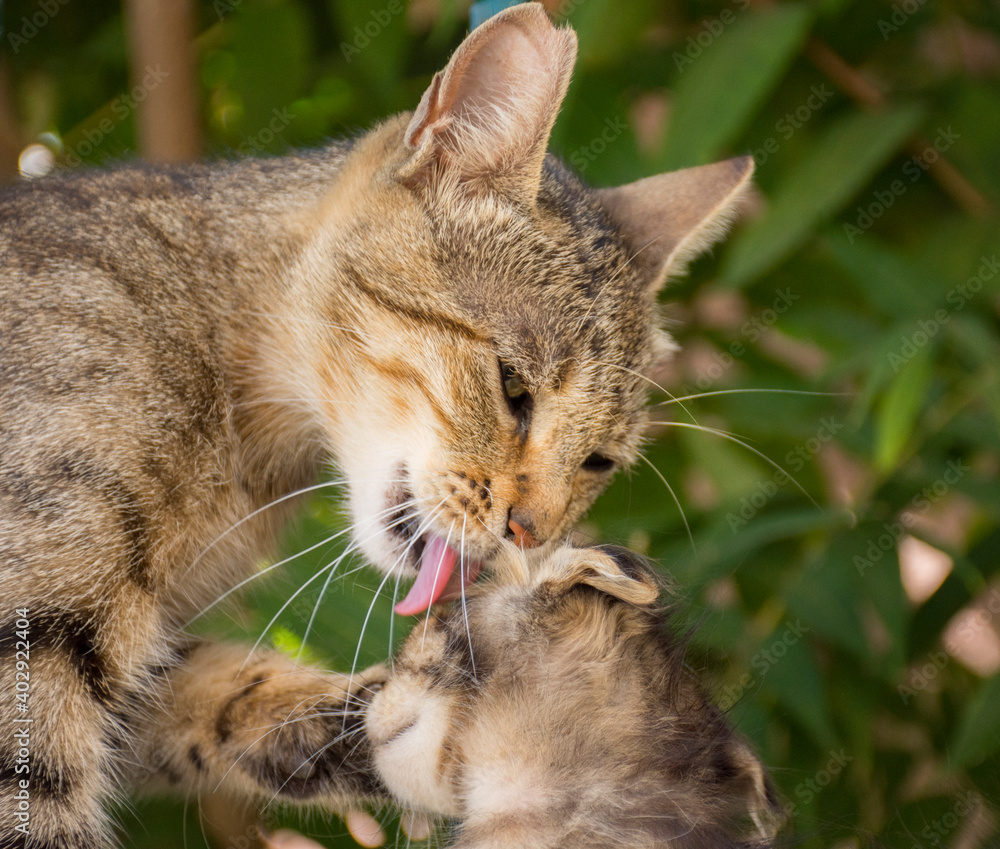 Mother cat cleaning kitten by tongue Mother cat cleaning kitten by tongue