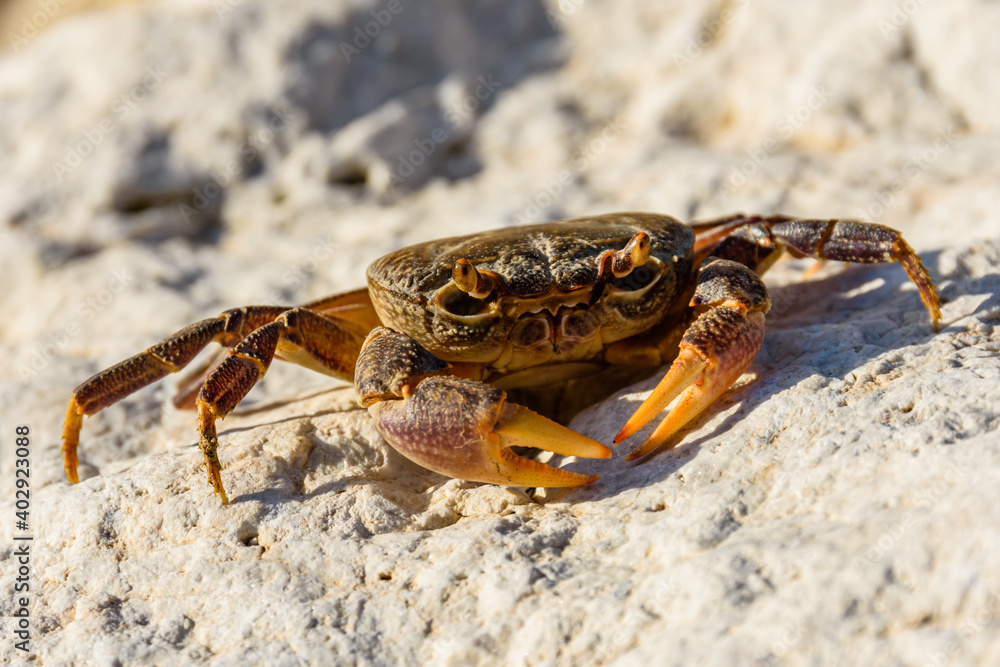 Freshwater river crab (Potamon ibericum) on the stone