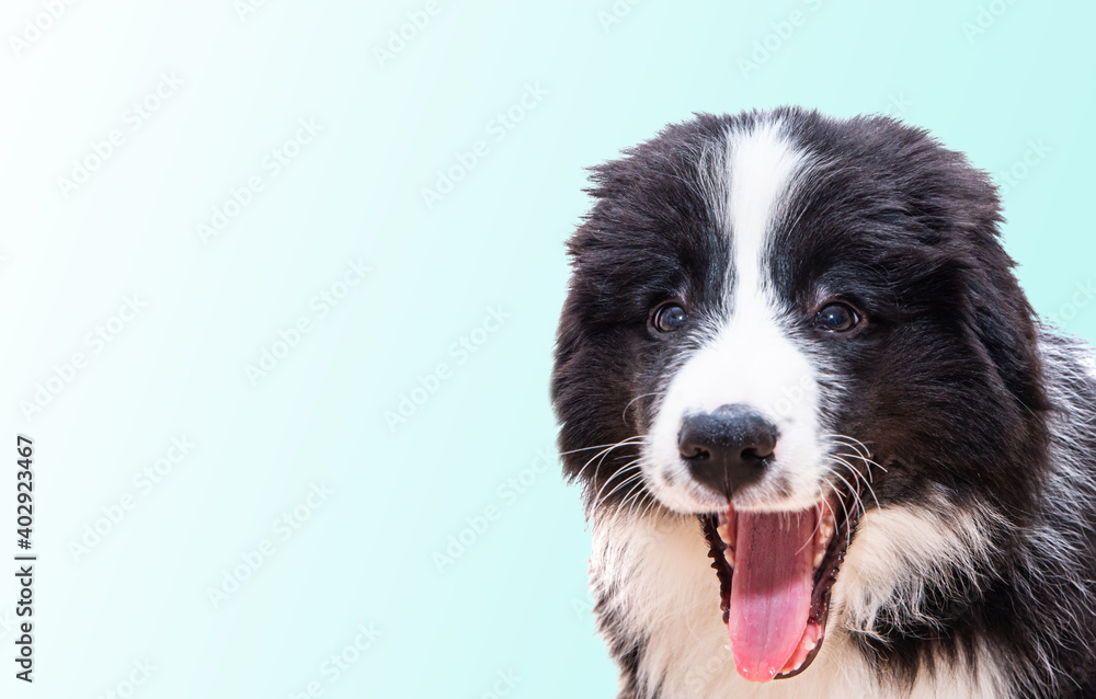 Cute black dog on a pastel background. Border Collie puppy with an open mouth, purebred dog, the smartest dog in the world.