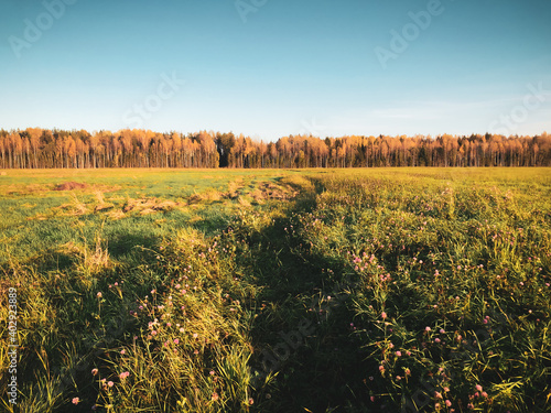 Fototapeta Naklejka Na Ścianę i Meble -  sunset in the field