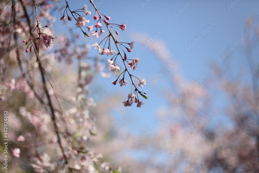青空と枝垂桜 青空と枝垂桜