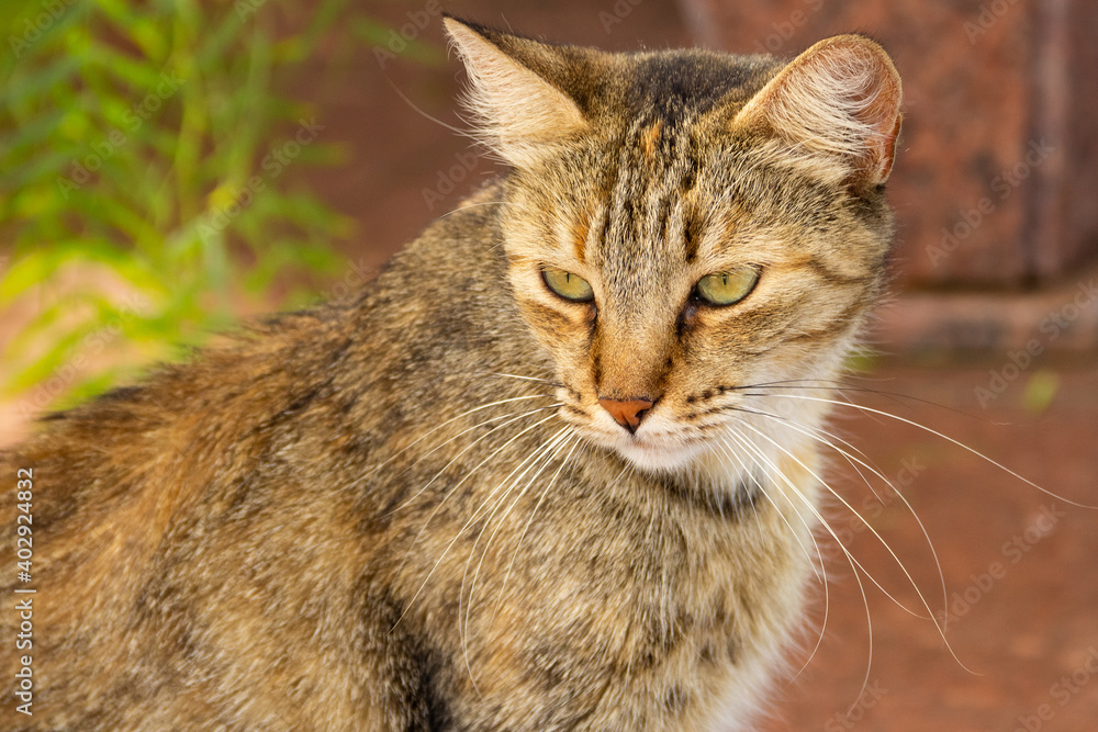 Close em gato abandonado em um cemitério na cidade de Goiânia. Close em gato abandonado em um cemitério na cidade de Goiânia.