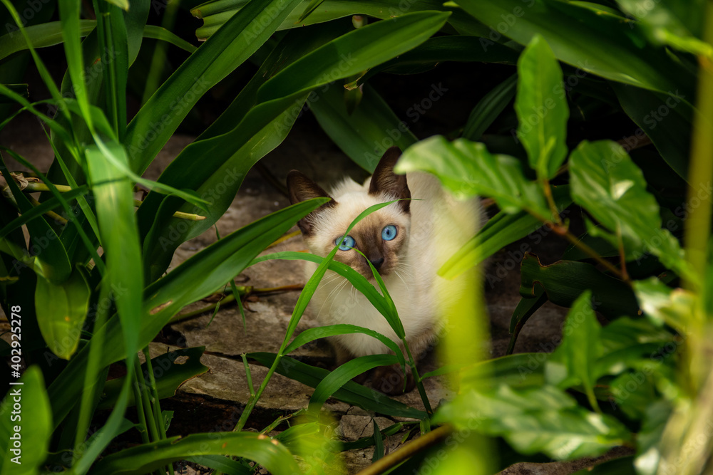 Gato no meio do capim. Gato abandonado em um cemitério na cidade de Goiânia.
