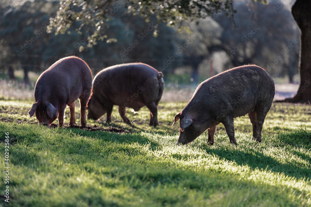 Iberian pigs eating in the middle of nature Iberian pigs eating in the middle of nature
