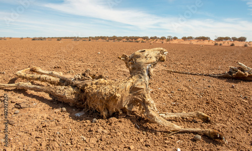Park narodowy Sturt, Nowa Południowa Walia, Australia, martwe kangury w warunkach suszy.