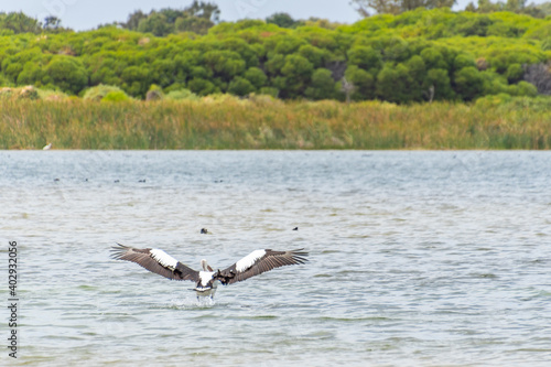 Pelicans at Lake Richmond is an important ecosystem for thrombolites and waterbirds. © ricjacynophoto.com