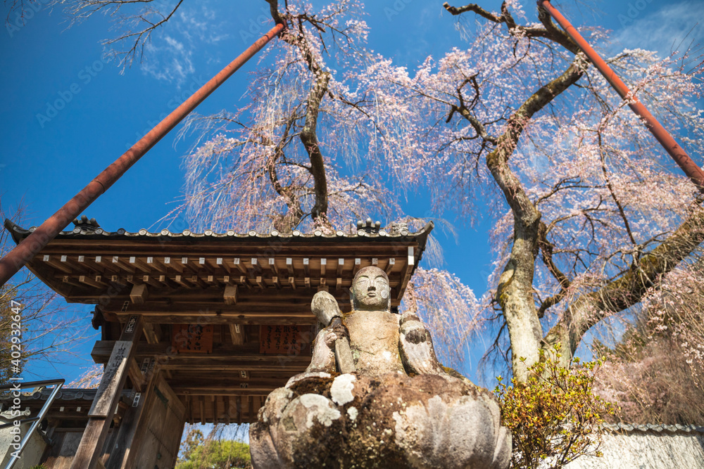 秩父　清雲寺のしだれ桜