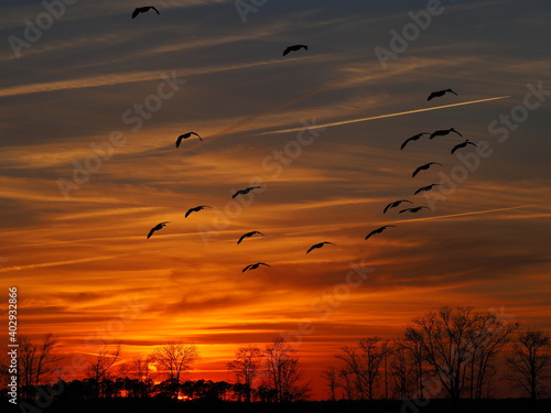 dramatic winter sunset over Chesapeake Bay with passing geese