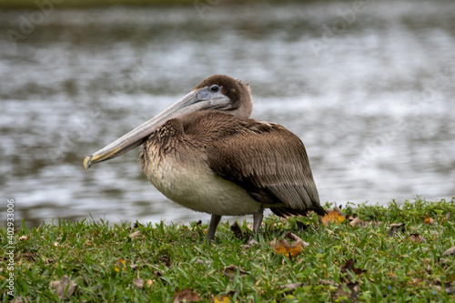 Φωτογραφία Juvenile Florida Brown Pelican Walking next to a pond at indian river side park