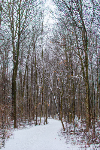 Wallpaper Mural Hiking path in woods after a fresh coat of snow. Torontodigital.ca