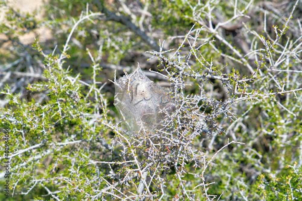 Caterpillars with white silk tents built on plants at Joshua Tree National Park Caterpillars with white silk tents built on plants at Joshua Tree National Park
