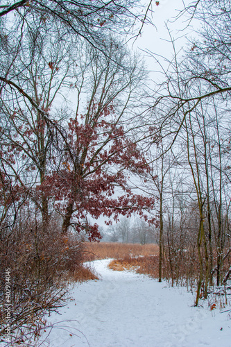 Wallpaper Mural Hiking path in woods after a fresh coat of snow. Torontodigital.ca