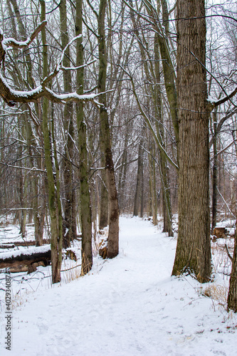 Wallpaper Mural Hiking path in woods after a fresh coat of snow. Torontodigital.ca