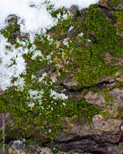 Wallpaper Mural Beautiful texture of wintery tree trunks. The trees are mossy, brown, and white with snow. Torontodigital.ca