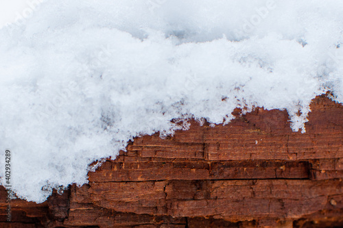 Wallpaper Mural Beautiful texture of wintery tree trunks. The trees are mossy, brown, and white with snow. Torontodigital.ca